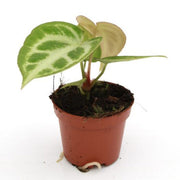 !Anthurium Crystallinum Silver Blush Baby plant Plants Almost Paradise Berlin